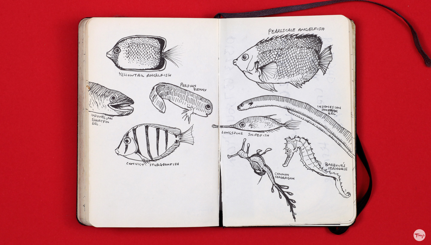 Shadric Toop page of sketchbook showing visual research on fish