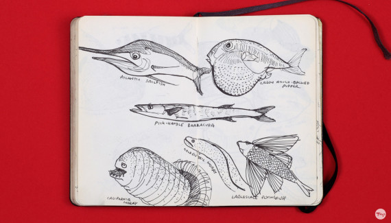 Shadric Toop page of sketchbook showing visual research on fish