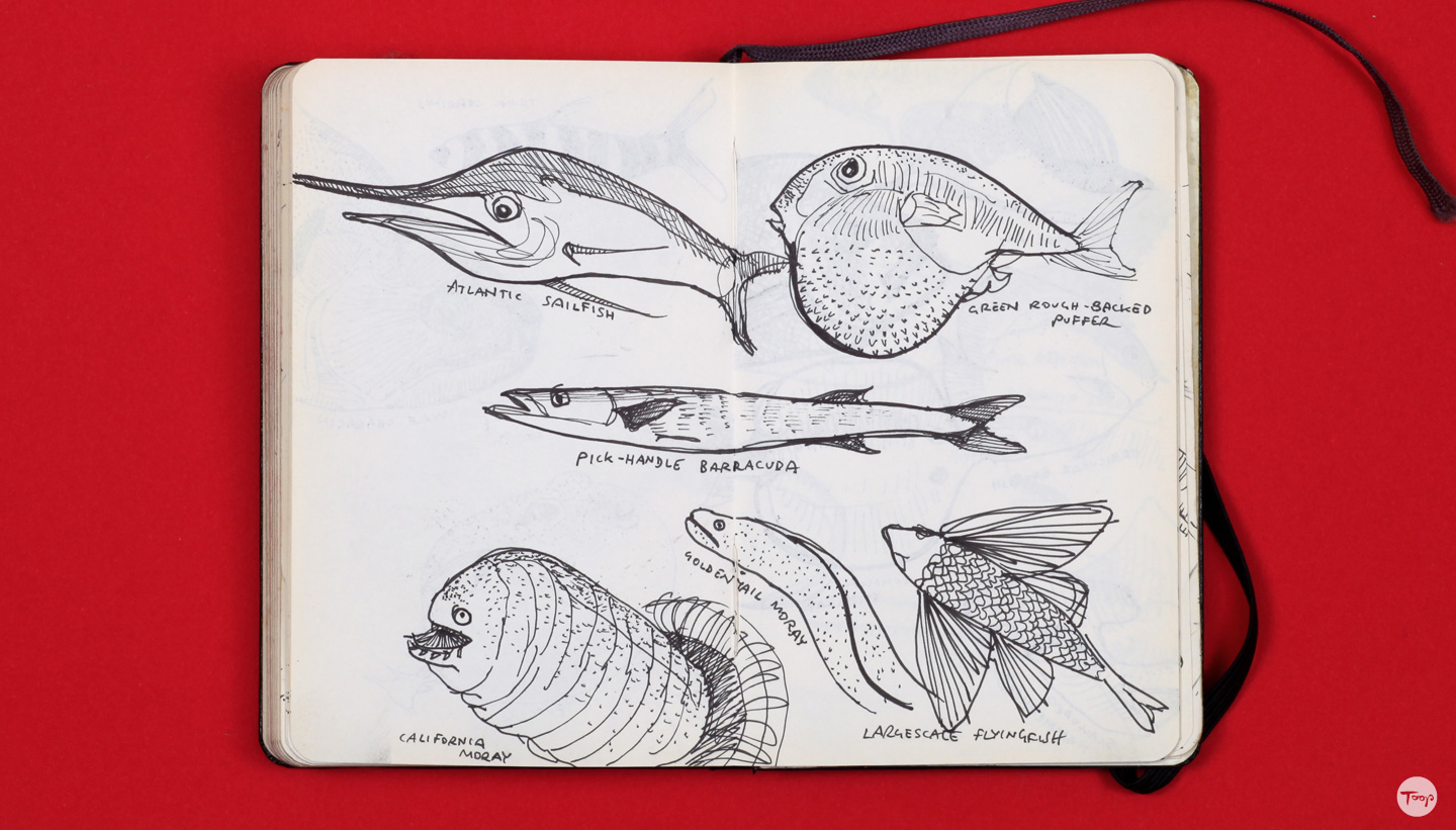 Shadric Toop page of sketchbook showing visual research on fish