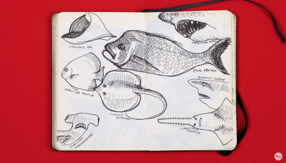 Shadric Toop page of sketchbook showing visual research on fish