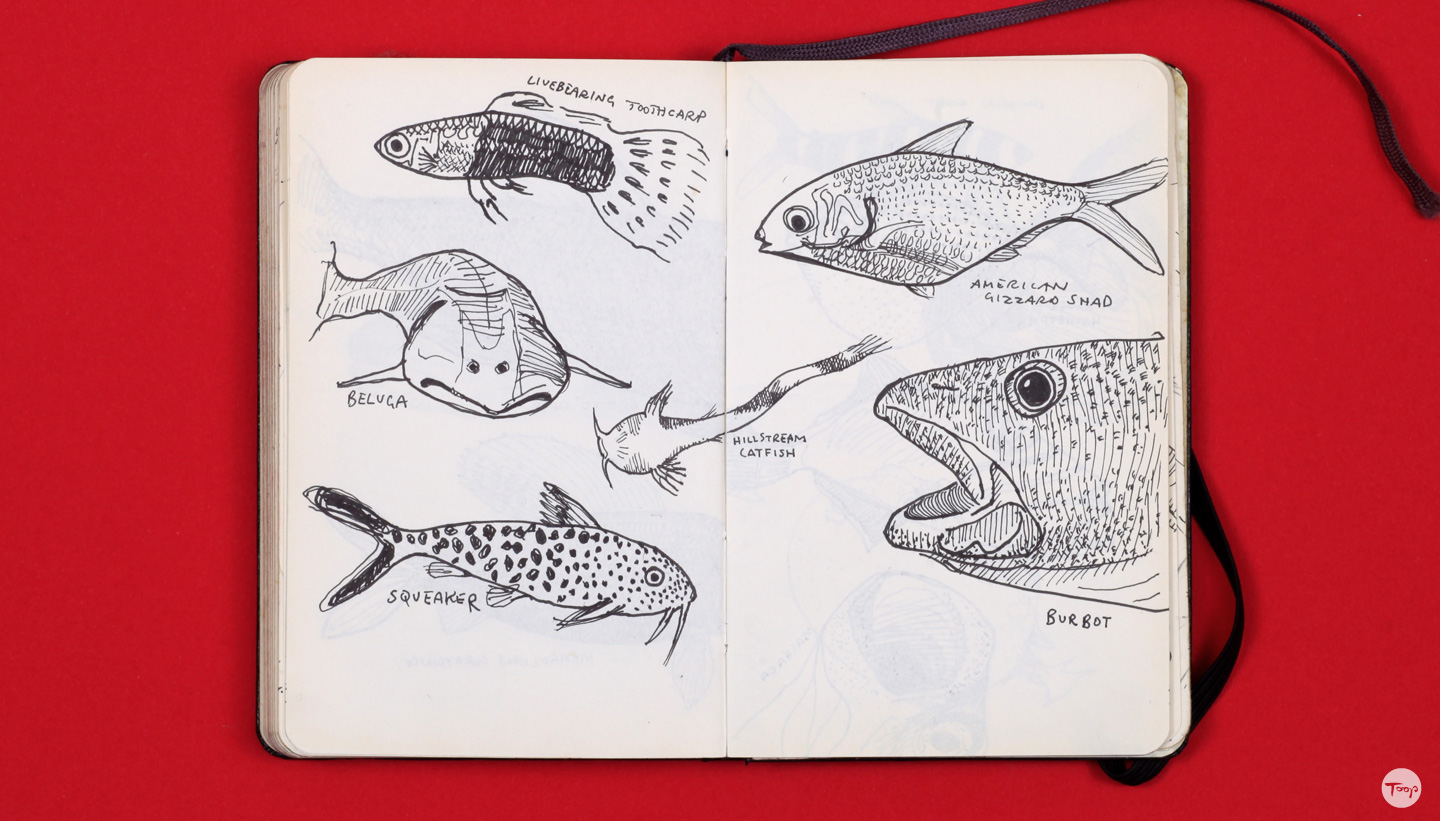 Shadric Toop page of sketchbook showing drawings of fish