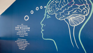 School wall graphic mural design showing the human brain