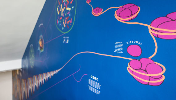 school wall graphics for science stairwells - showing dna and histones - Toop