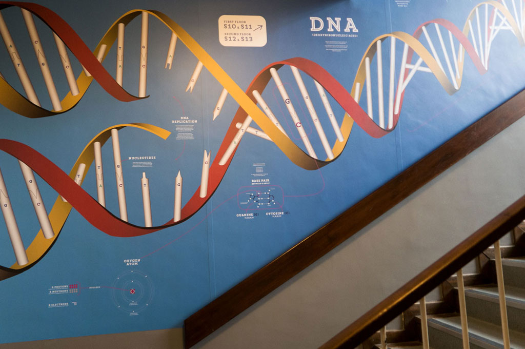 Educational school wall graphic showing DNA diagram for Denbigh High School - illustrating ‘E is for Education’ in A to Z of design for schools blog